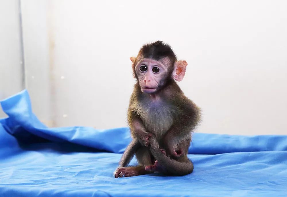 基因编辑争议,基因编辑的突破与挑战