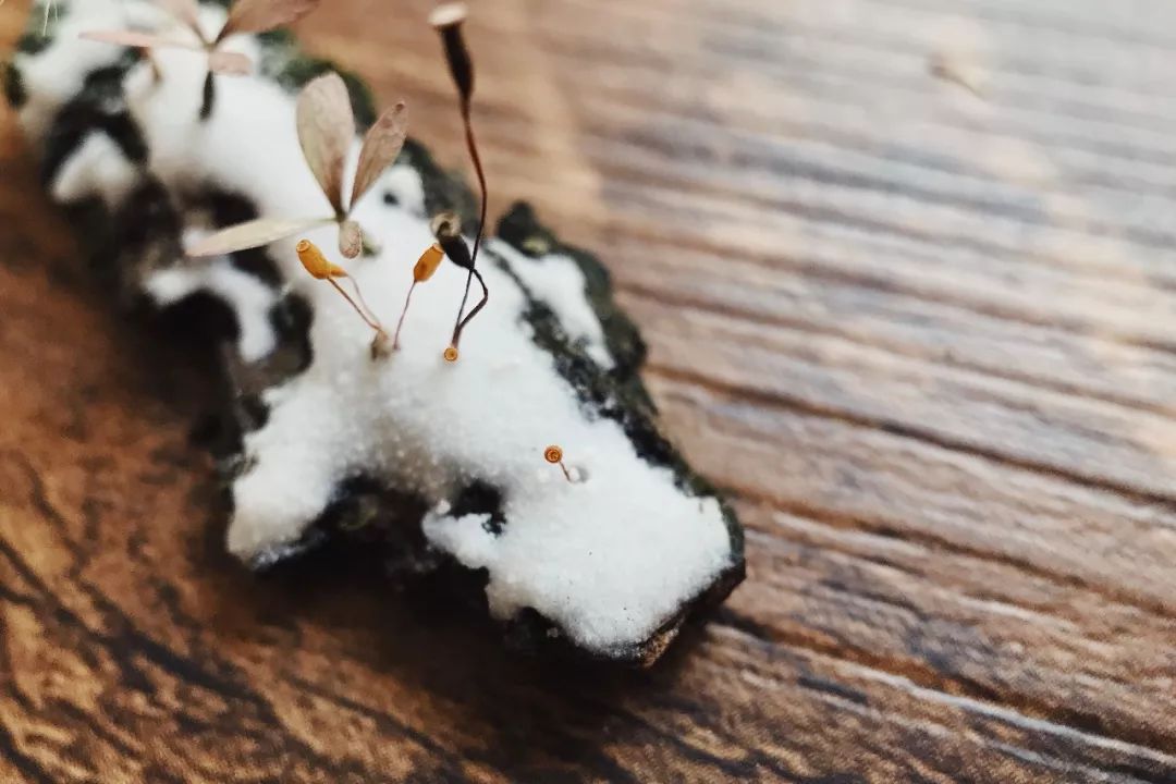 教你怎么造雪,人工造雪最简单的方法