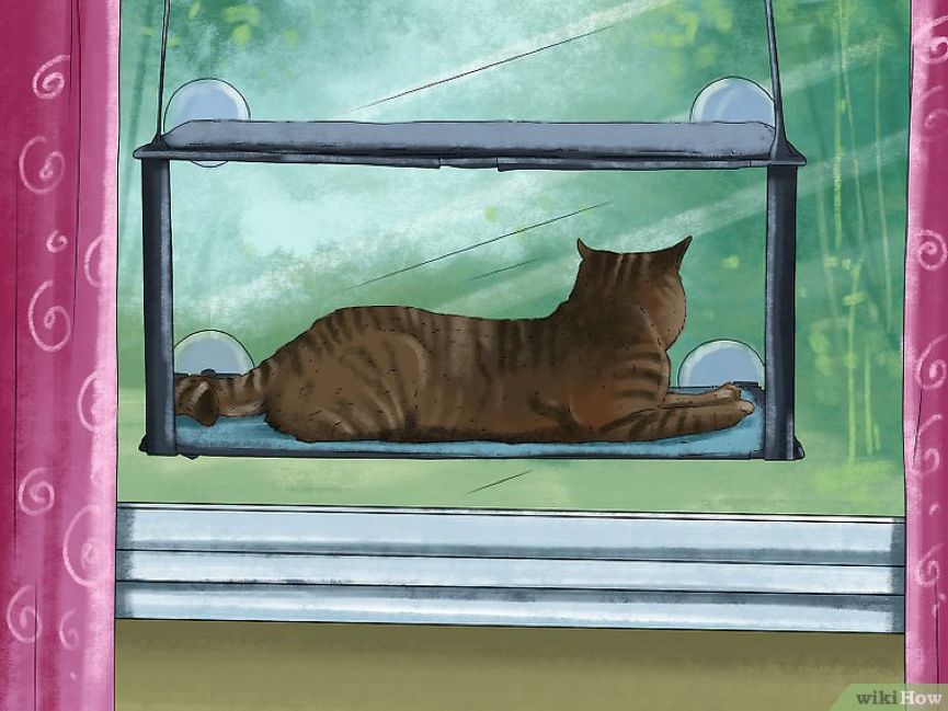 看猫咪如何对狗狗大打出手,猫狗大战猫咪