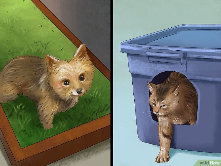 看猫咪如何对狗狗大打出手,猫狗大战猫咪