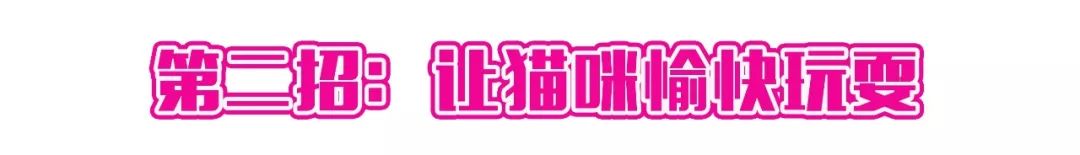 看猫咪如何对狗狗大打出手,猫狗大战猫咪