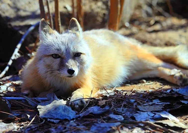 陕北方言次怪子是啥,陕北方言狐妖