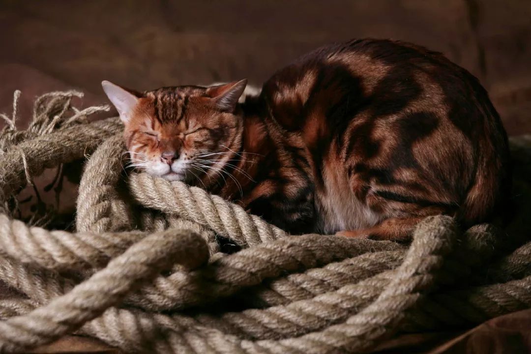 如何选好一只孟加拉豹猫,孟加拉豹猫不建议养吗视频