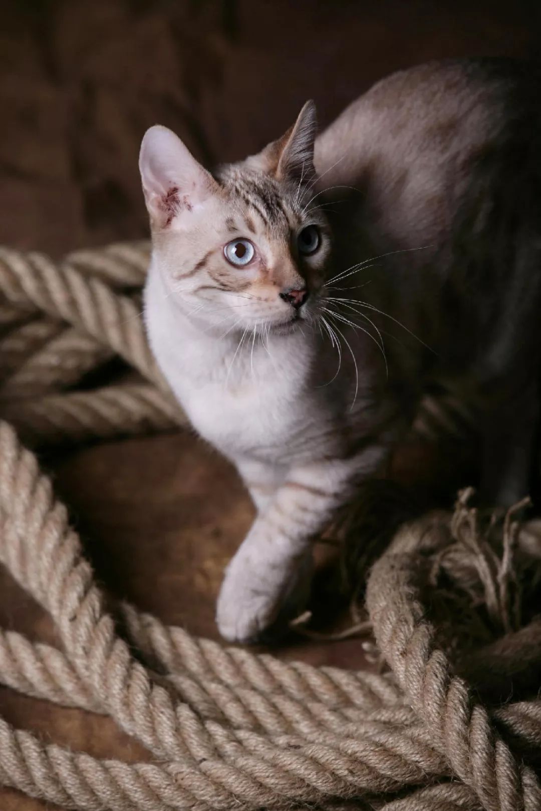 如何选好一只孟加拉豹猫,孟加拉豹猫不建议养吗视频