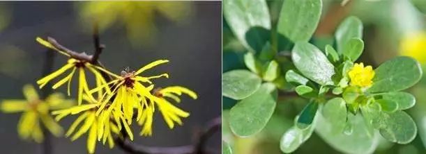 去多年顽固黑头,长了一年的黑头怎么去除