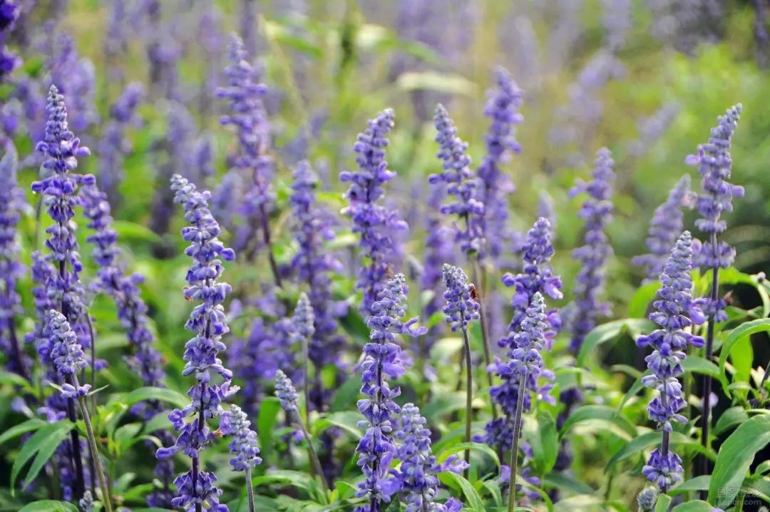 去多年顽固黑头,长了一年的黑头怎么去除