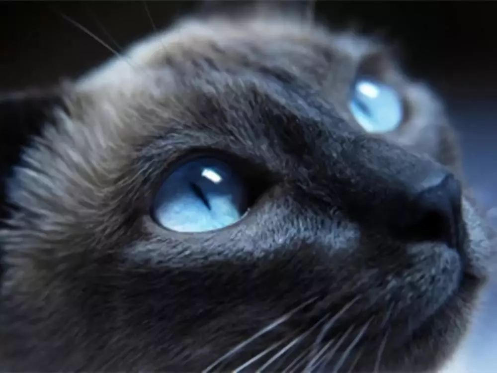 猫咪眼睛怎么治疗最好,猫咪眼睛的疾病怎么治疗