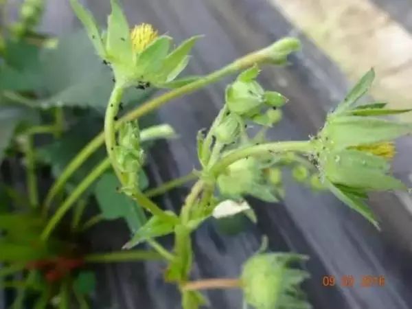 草莓棚打药蜜蜂怎么办,草莓打药蜜蜂要不要搬出来