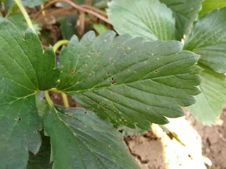 草莓棚打药蜜蜂怎么办,草莓打药蜜蜂要不要搬出来