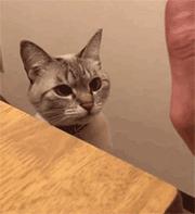 杨幂热巴奇葩造型,杨幂热巴高清图片