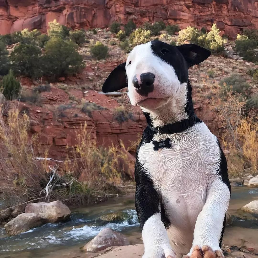 五个月的牛头梗好养吗,牛头梗这么丑为什么还有人养