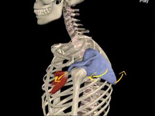 日常生活关注调整坐姿,不保持正确健康坐姿的危害