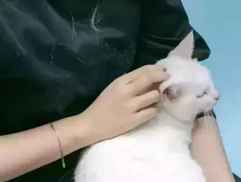 金丝绒衣服沾灰粘毛怎么办,衣服很容易粘毛沾灰