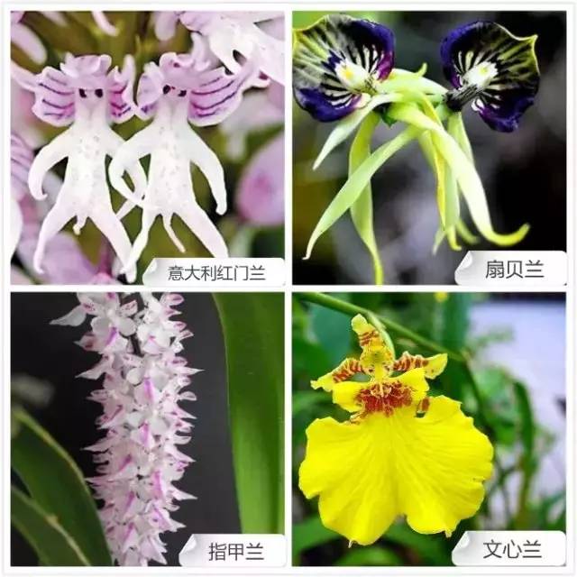 春夏季开花的兰花种类大全,花期比较长的兰花有哪几种