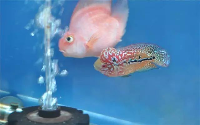 罗汉鱼苗养不出态势怎么办,罗汉鱼苗适合多大的缸饲养