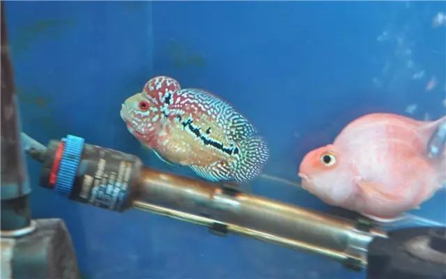 罗汉鱼苗养不出态势怎么办,罗汉鱼苗适合多大的缸饲养