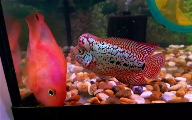 罗汉鱼苗养不出态势怎么办,罗汉鱼苗适合多大的缸饲养