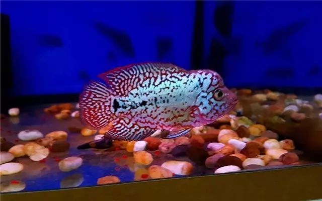 罗汉鱼苗养不出态势怎么办,罗汉鱼苗适合多大的缸饲养