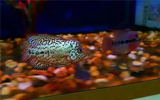 罗汉鱼苗养不出态势怎么办,罗汉鱼苗适合多大的缸饲养