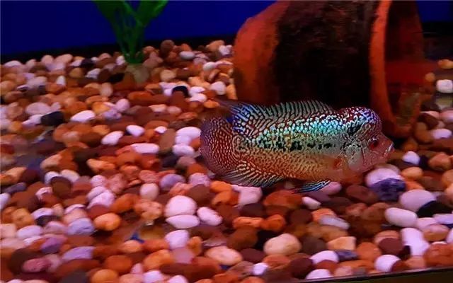 罗汉鱼苗养不出态势怎么办,罗汉鱼苗适合多大的缸饲养