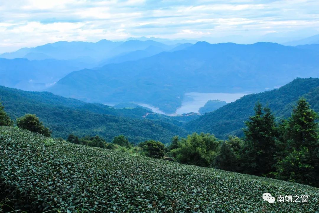 南靖茶旅融合,茶旅融合的风景
