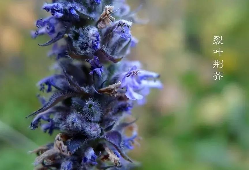 「百草园」芳香之息不减神奇药效——裂叶荆芥（八十四）