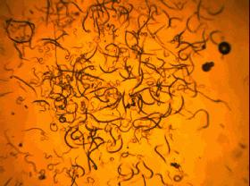 一双袜子告别臭脚,一双好的袜子让你告别臭脚丫