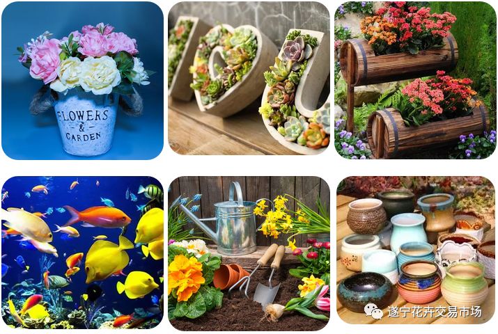 遂宁花卉批发市场,遂宁绿植花卉市场在哪里啊