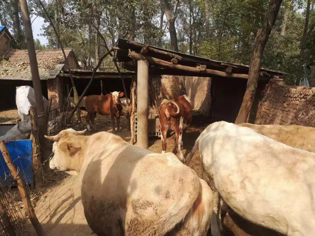 平时吃的牛肉都是什么部位,原来吃牛肉也有这些功效