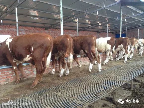 养牛漏粪板成功案例,养牛铸铁漏粪板