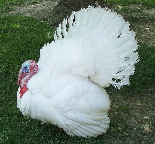 词语｜感恩节吃的火鸡为什么叫“土耳其”，而土耳其吃的火鸡却是“印度”