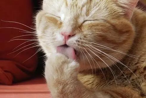 猫咪总是洗脸,猫咪老是舔毛洗脸是爱干净吗