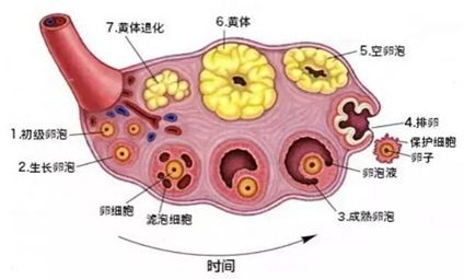 如何把握最佳受孕时机？是时候了解一下这项技术了！