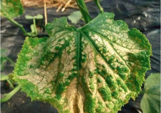 大棚氨气中毒怎么治疗,刚定植的黄瓜苗氨气中毒怎么办