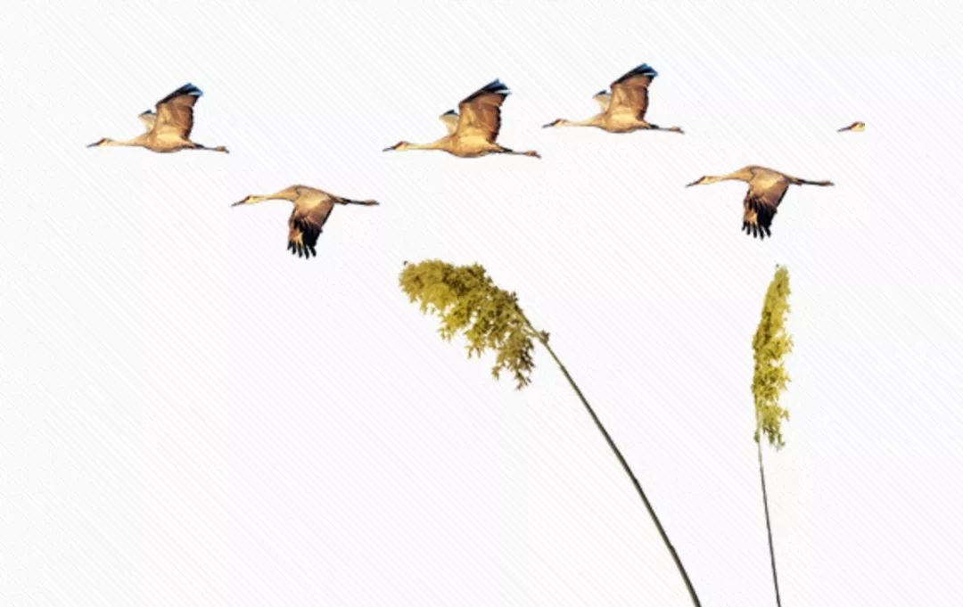 互联网人：焦虑、抑郁症的自我治疗方法！