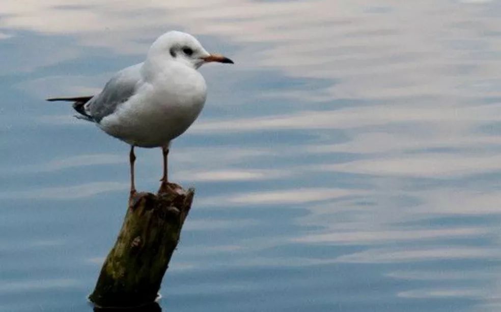 互联网人：焦虑、抑郁症的自我治疗方法！