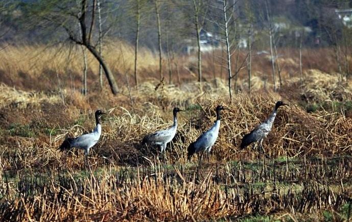 威宁草海一日游最佳攻略,威宁草海之旅