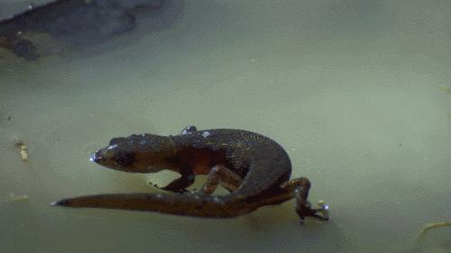 快瞧那只壁虎！它会“凌波微步”