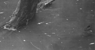 快瞧那只壁虎！它会“凌波微步”