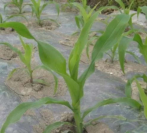 万能药芸苔素内酯,芸苔素内酯可以连续用吗