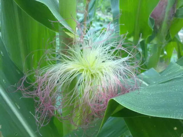 万能药芸苔素内酯,芸苔素内酯可以连续用吗