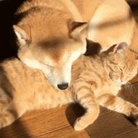 背薄一寸年轻十岁经络养生按摩,养生背薄一寸