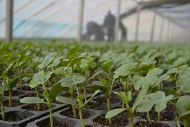 西瓜出故障,西瓜账号存在登录异常怎么申诉