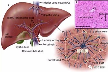 医生报道三七伤肝是真的吗,三七伤肝还是护肝