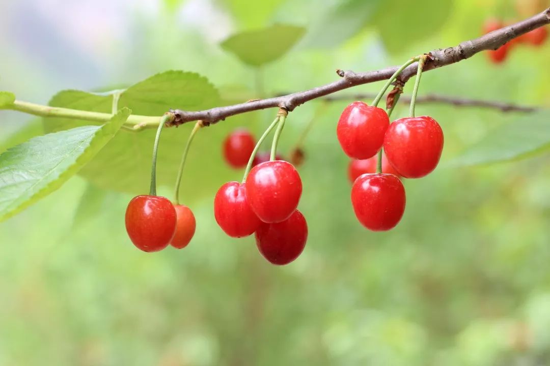 赣州车厘子最新官方消息,赣州产车厘子