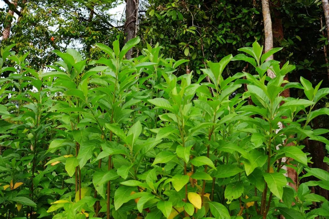 动物们生病怎么办,动物们怎么治疗自己的病