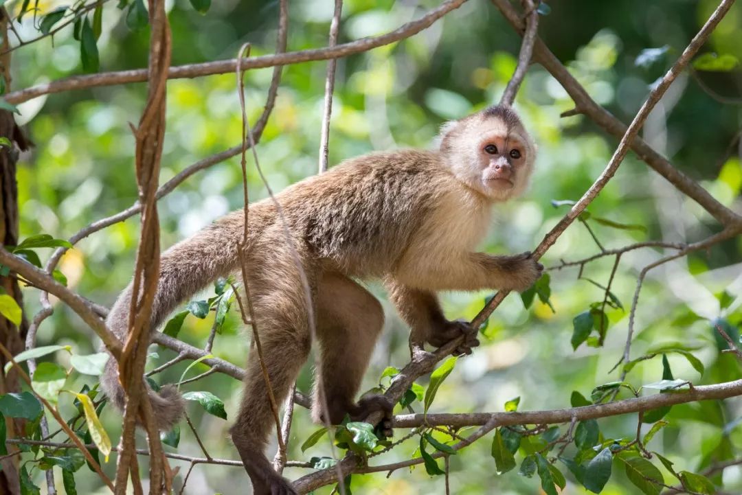 动物们生病怎么办,动物们怎么治疗自己的病