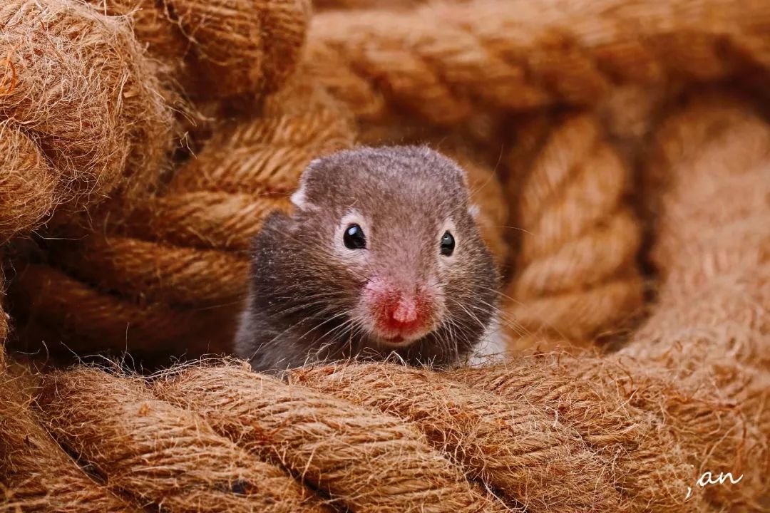 仓鼠科学饲养,学生仓鼠怎么养会听话