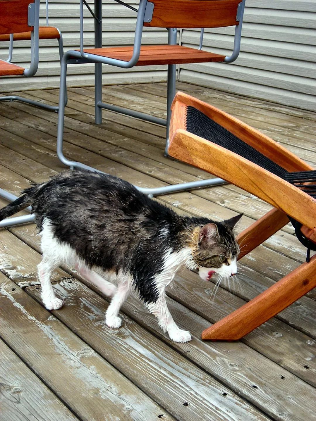 如何解决猫咪铲屎问题,当铲屎官犯二时猫咪在想什么