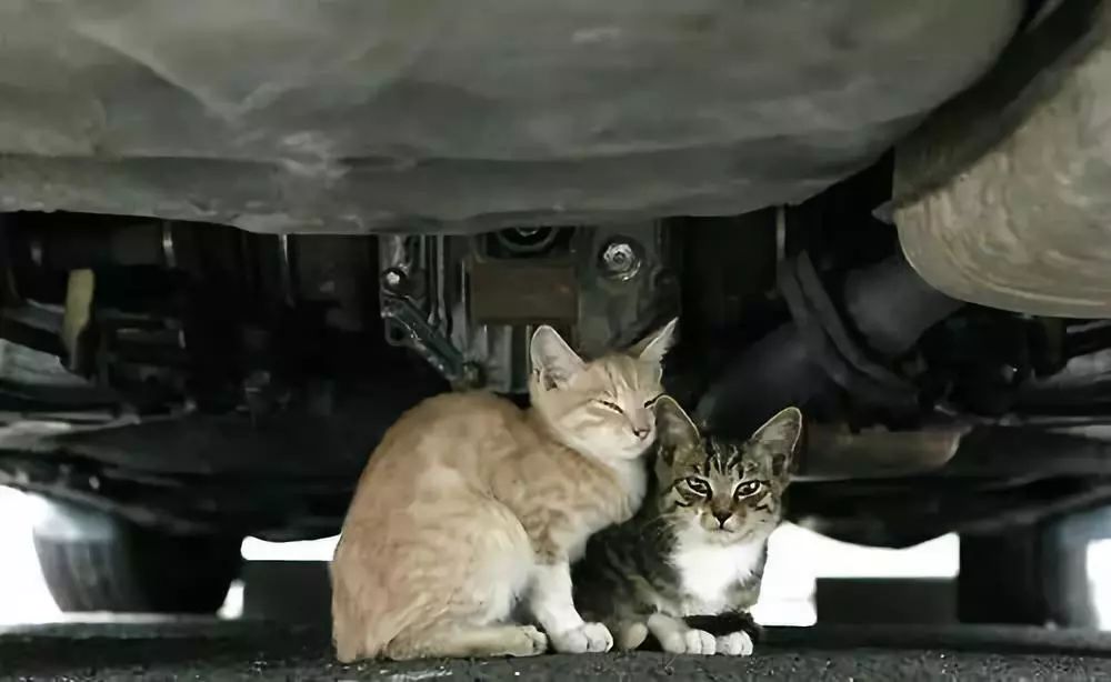 如何解决猫咪铲屎问题,当铲屎官犯二时猫咪在想什么